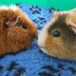 Profile Picture of Anne-marie cutler (@whitesage29) on Instagram