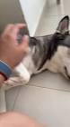 Profile Picture of   Orlando José Blanco Barrera... (@josecontilde) on Tiktok