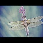 Profile Picture of Alexandra 15 (@alexandra_flowe) on Instagram