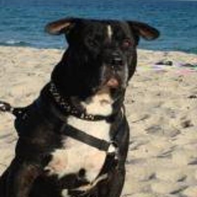 Profile Picture of Brian Saeger (@debopitts) on Twitter