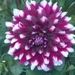 Profile Picture of Renee Westerman (@reneewesterman) on Pinterest