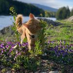 Profile Picture of Kinda Wild Forest Cats (@mixedfluffs) on Instagram