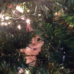 Profile Picture of Lisa Shull (@lisabshull) on Instagram