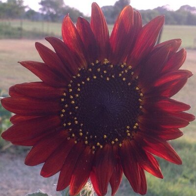 Profile Picture of Nancy Mccall (@flowerfreak123) on Twitter