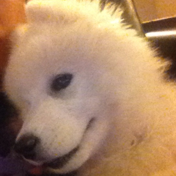 Profile Picture of Xiaonan Ding (@miya0115) on Poshmark