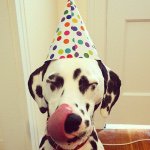 Profile Picture of Ernie (@erniespotted) on Instagram