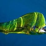 Victor Saenz - Instagram Profile Picture of Victor Saenz (@saenz_222) on Instagram