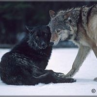 Profile Picture of Ruby Wolf (@ruby-wolf-2) on Quora