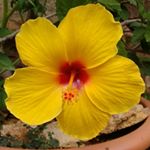 Profile Picture of Miriam Pierre (@madcatmim) on Instagram