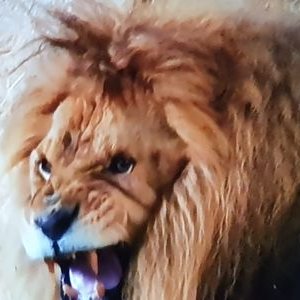 Profile Picture of Boucher Raymond (@BoucherRaymond5) on Twitter