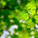 Profile Picture of Stephen Hackner (@BuiltGreen1) on Pinterest