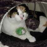 Profile Picture of Miranda Carlisle (@macluv77) on Instagram