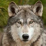 Profile Picture of Aaron Peter Dargie (@aaronpeterdargie) on Instagram