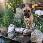 Profile Picture of Michael french bulldog (@michael_french_bulldog) on Instagram