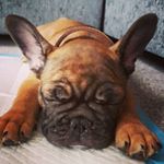 Profile Picture of Kevin Maurice (@frenchiekevinadventures) on Instagram