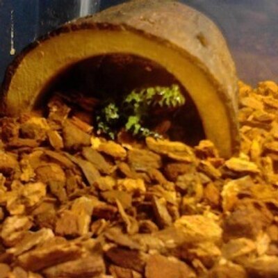 Profile Picture of Scott Knott (@LiveStrongSDK) on Twitter