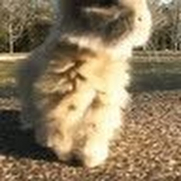 Profile Picture of My Nguyen (@1drmcsteamy) on Poshmark