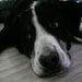Profile Picture of Thomas Below (@tbelow57) on Pinterest
