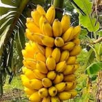 Profile Picture of Alvin Austin (@Alvin-Austin) on Facebook