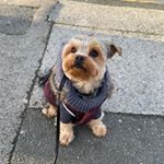 Profile Picture of Mickey ADAMS (@mk_thedog) on Instagram