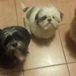 Profile Picture of Patrice Vincent (@patricevincent) on Instagram