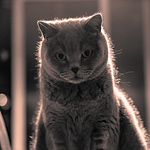 Profile Picture of Bilal Mirza (@bilal /\/\irza بلال ميرزا 米比勒) on Flickr