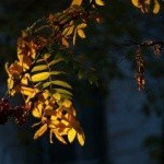 Profile Picture of Lucille (@lucillemuset) on Instagram