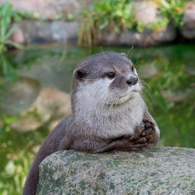 Humboo (Jacob Chang) - Twitter Profile Picture of Humboo (Jacob Chang) (@realHumboo) on Twitter