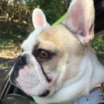 Profile Picture of Eugene (@eugene_frenchie) on Instagram