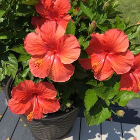 Profile Picture of Bobbi Grady (@rlgrady) on Pinterest