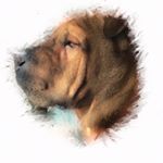 Profile Picture of SKYE (@skye.sharpei) on Instagram
