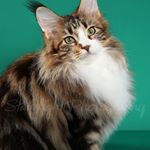 Mainesuspect Maine Coons - Instagram Profile Picture of Mainesuspect Maine Coons (@sherry.campbell.9469) on Instagram