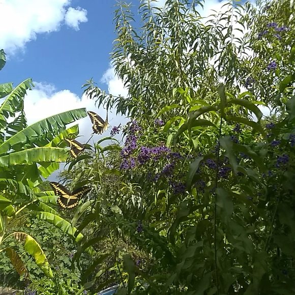 Profile Picture of Mari Rodrigues (@matiroq2) on Poshmark