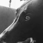 Profile Picture of Joshua Felske (@squaiishy) on Instagram