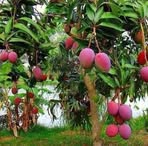 Profile Picture of Carlos Dulce (@carlos.dulce.39589) on Facebook