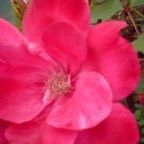 Profile Picture of Mary Niblock (@maryniblock) on Pinterest