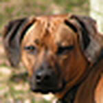Profile Picture of Ixe D. Schaefer (@e.t. dodger) on Flickr
