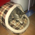 Profile Picture of Taylah jade krause (@erikathekitten1234) on Instagram