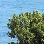 Profile Picture of Page Forrest (@bushloverforever) on Instagram