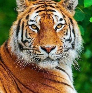 Profile Picture of Ibrahim Mrowe (@ibrahim.mrowe) on Facebook