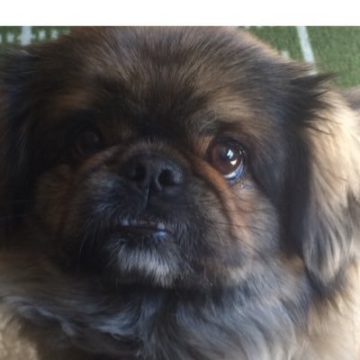 Profile Picture of Sean Fogelman (@Yoboypizza28) on Twitter