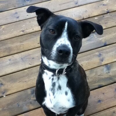 Profile Picture of Jeremy Bergeron (@BergeronJeremy) on Twitter