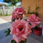 Profile Picture of Sylvia Mark (@Sylvia-Mark) on Facebook