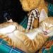 Profile Picture of Marlene Alberts (@marlenealberts) on Pinterest