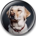 Profile Picture of Bo Andrew (@boandarrow123) on Instagram