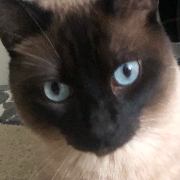 Profile Picture of Ryan Fimbres (@rfimb) on Poshmark