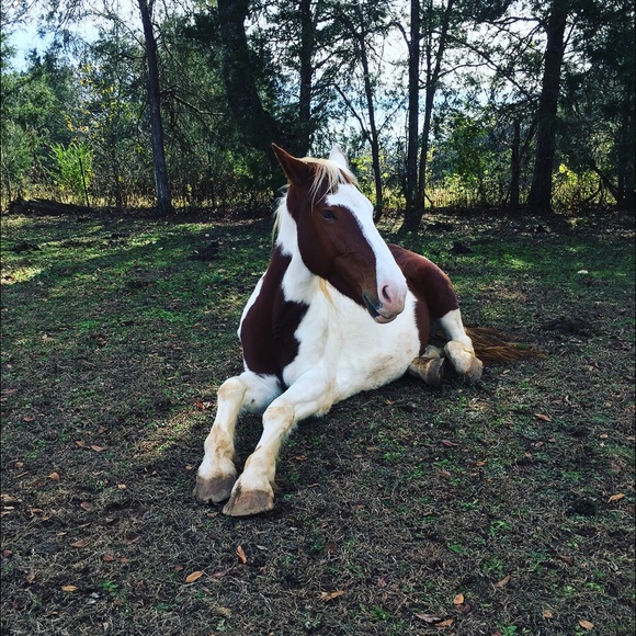 Profile Picture of Addison Grzybowski (@agrzybowski1) on Poshmark