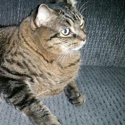 Profile Picture of Prince Boo- Boo (@Rhonda1327) on Twitter