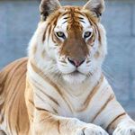 Profile Picture of Antonio Pastrano (@papaantoniopastrano) on Instagram