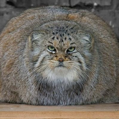 Profile Picture of M..Liger (@39hTSaiCYbtqmZP) on Twitter